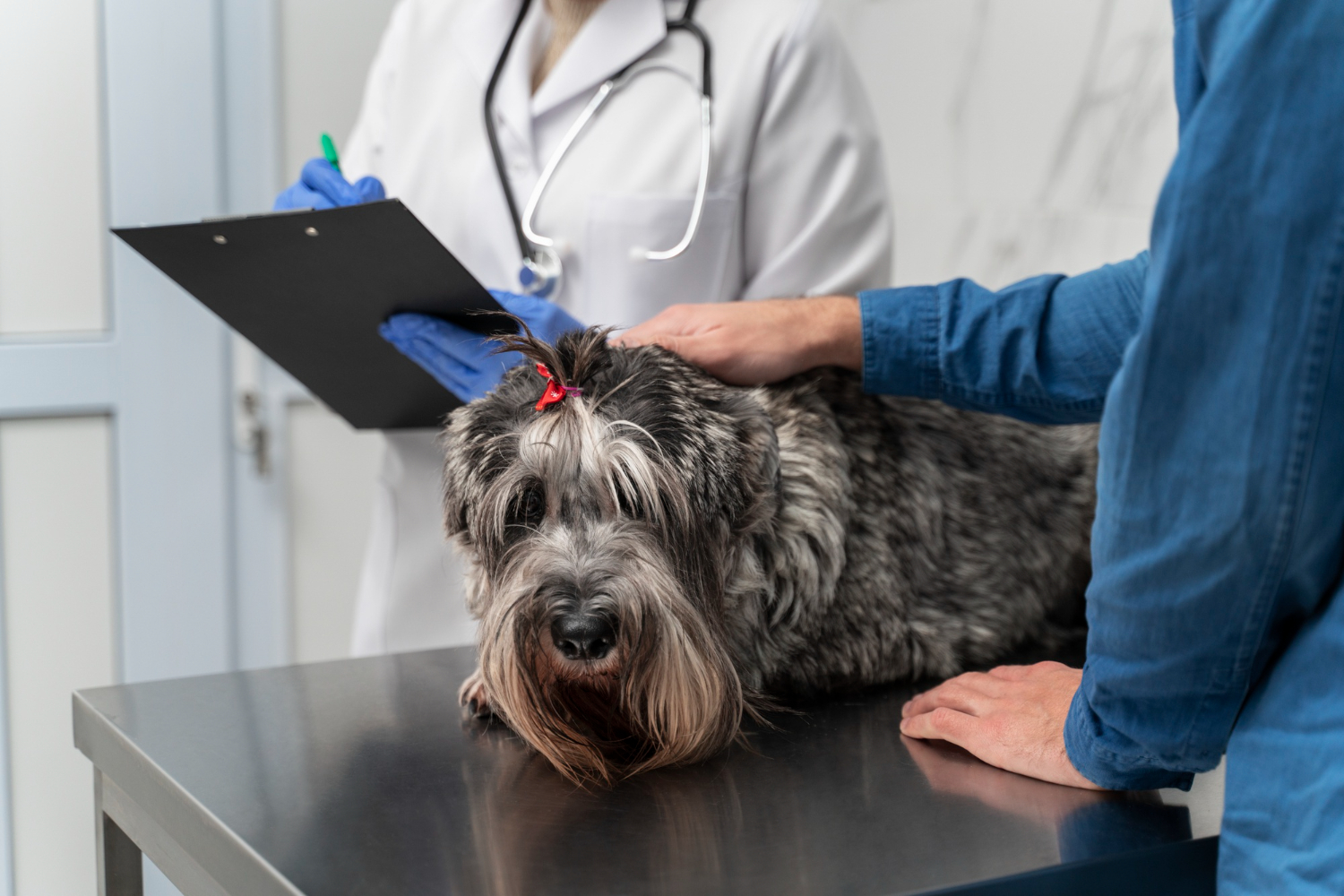 Veterinary team discussing preventive care with a pet owner, featuring healthy, happy pets