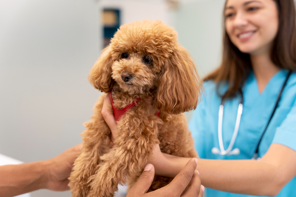 Veterinary team discussing wellness plans with a pet owner at the reception desk, highlighting a caring, organized environment
