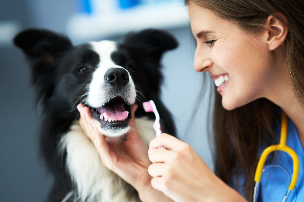 A friendly veterinarian performing a dental cleaning on a relaxed dog or cat