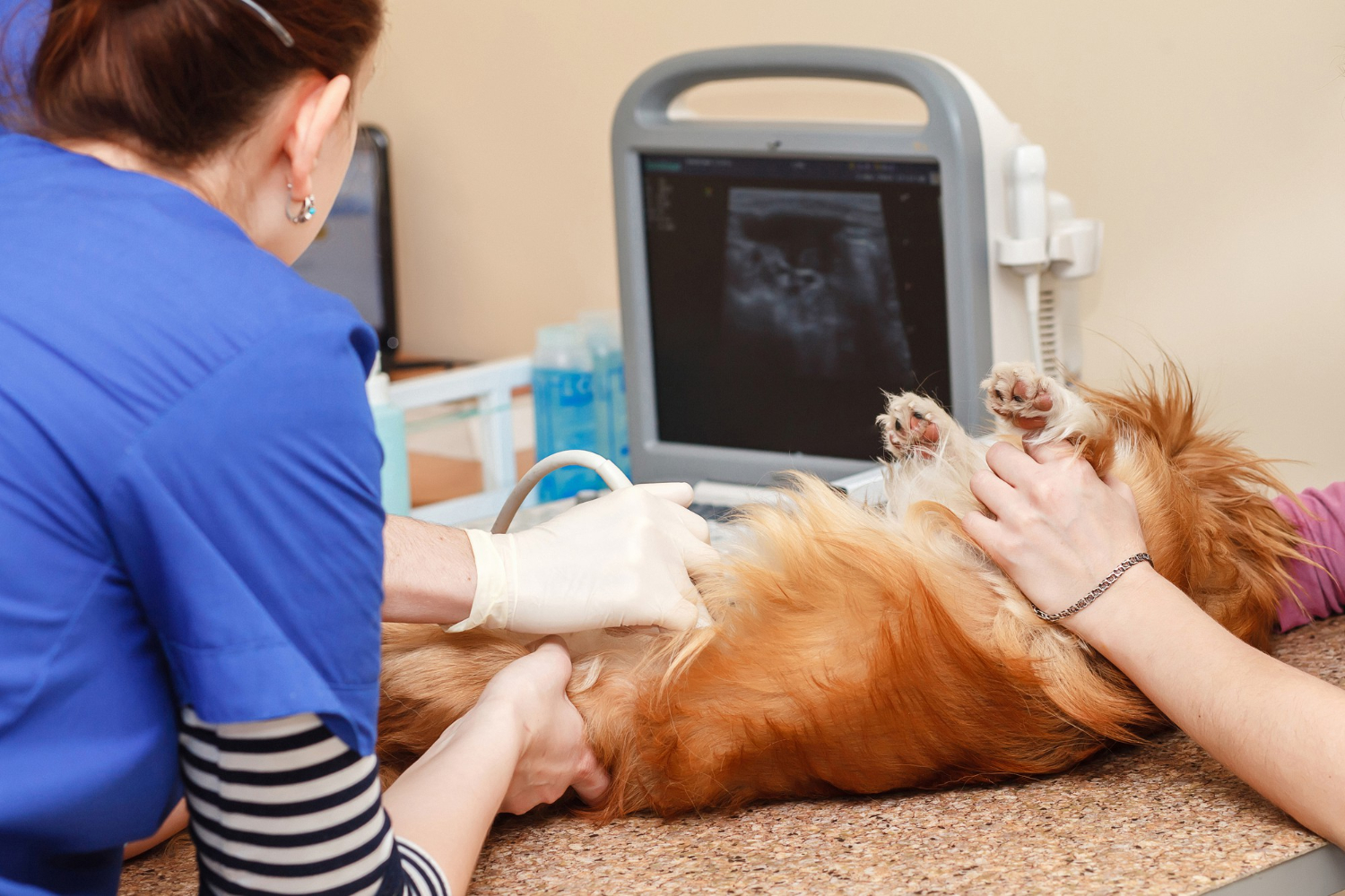 Veterinary team reviewing ultrasound images with a pet owner in a friendly exam room