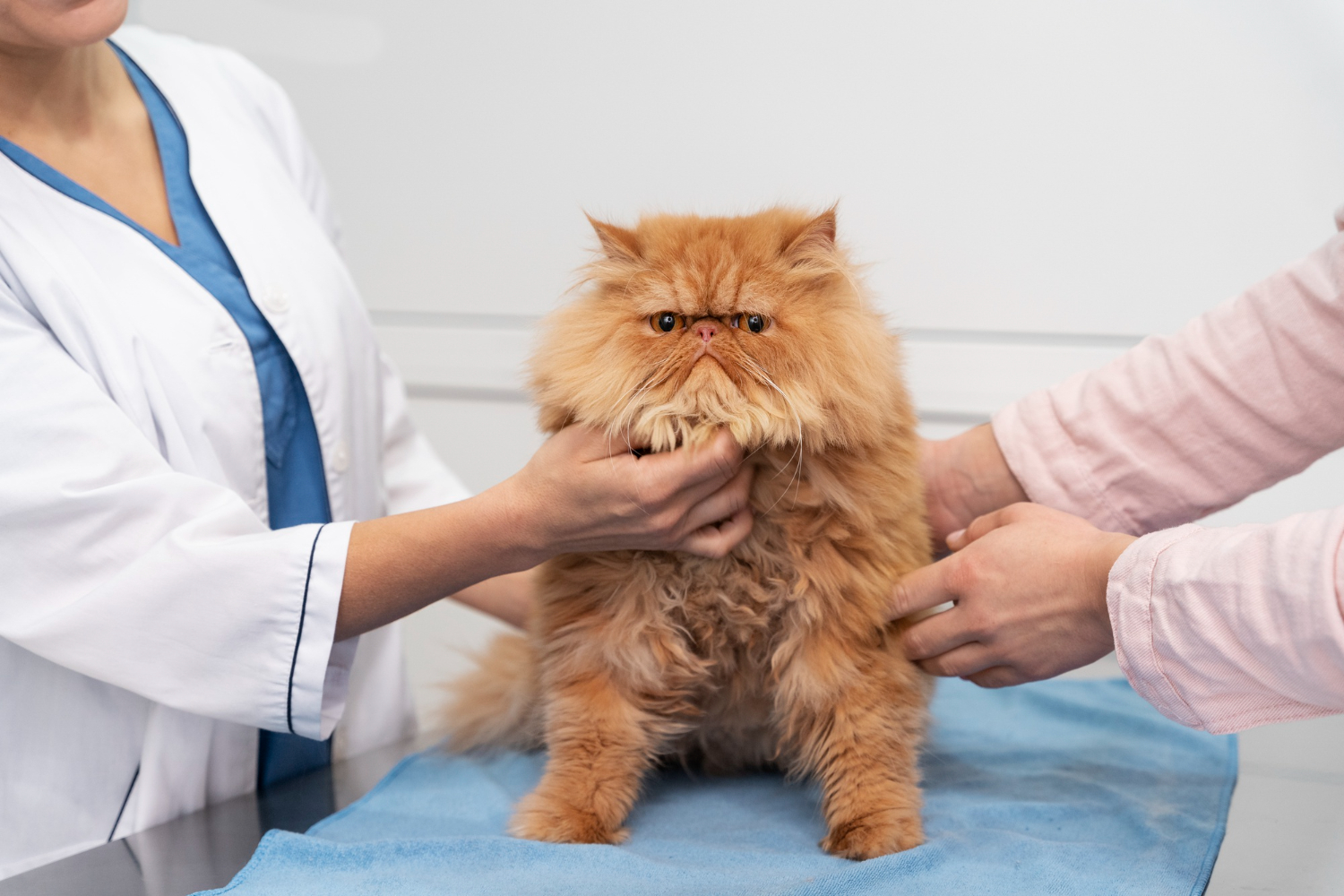 Smiling veterinary nurses comforting a cat or dog with a treat after vaccination