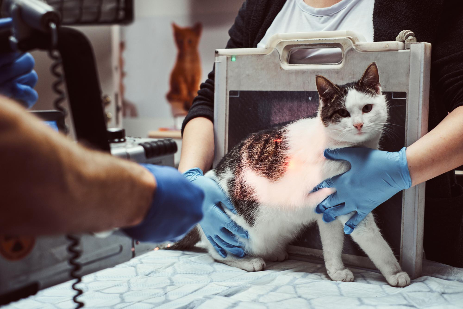 Veterinary team conducting a digital X-ray on a calm dog or cat
