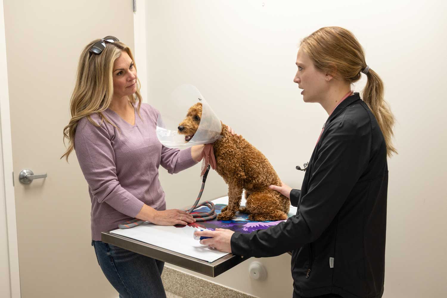 Veterinary team supporting a three-legged dog or cat during postoperative rehabilitation