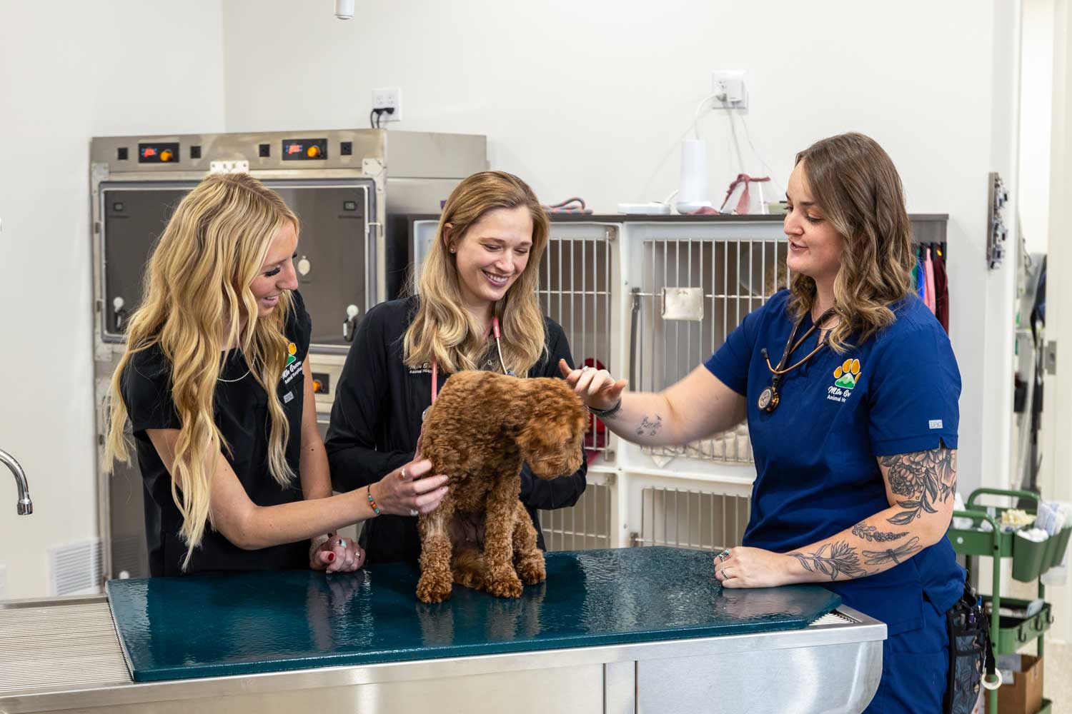 Caring veterinarian comforting a pet patient before surgery in a modern exam room