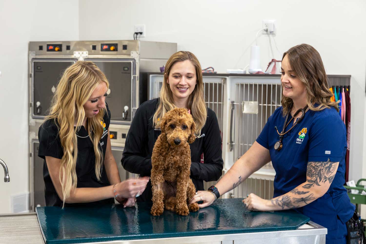 Veterinary team consulting with a pet owner while gently examining a cat or dog, demonstrating care and professionalism
