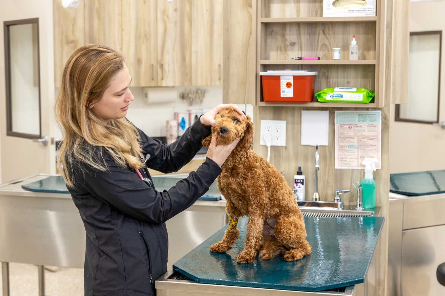 Happy dog and cat showing clean, healthy teeth during exam with veterinarian