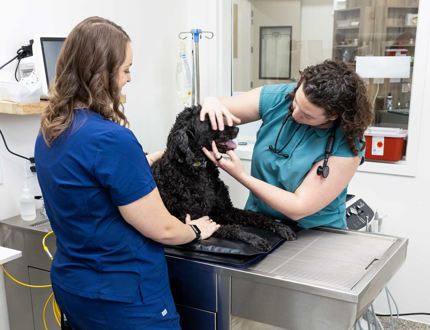 Veterinarians at Mtn Green Animal Hospital reviewing dental X-rays together in a modern treatment room