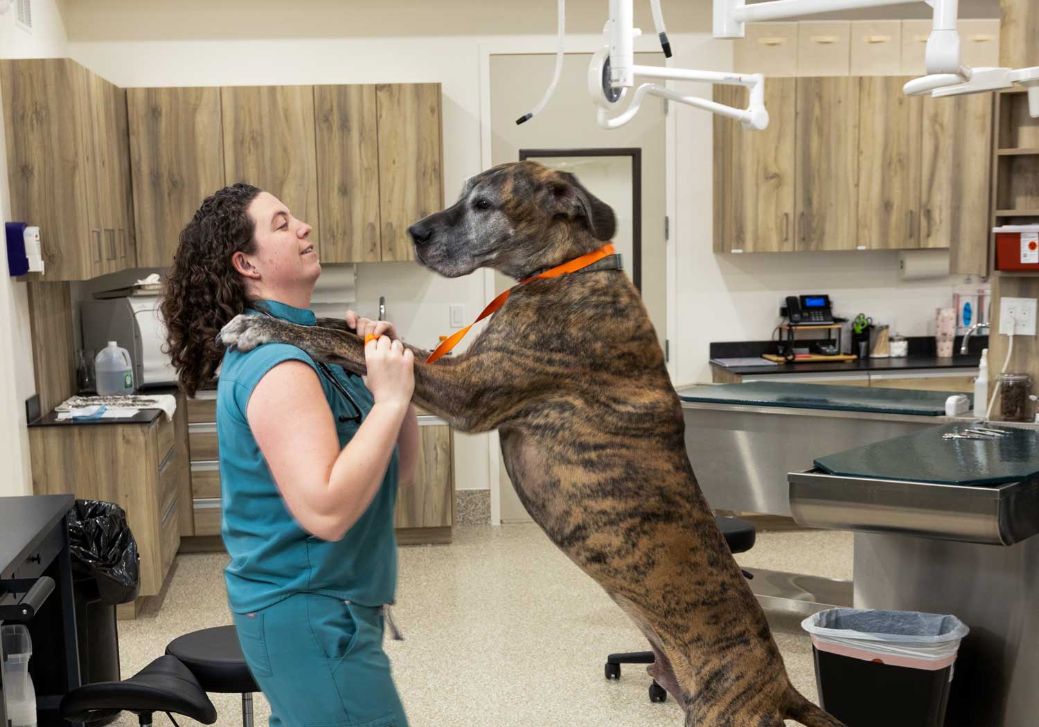 Close-up of veterinary team using a K-Laser device on a pet in the clinic