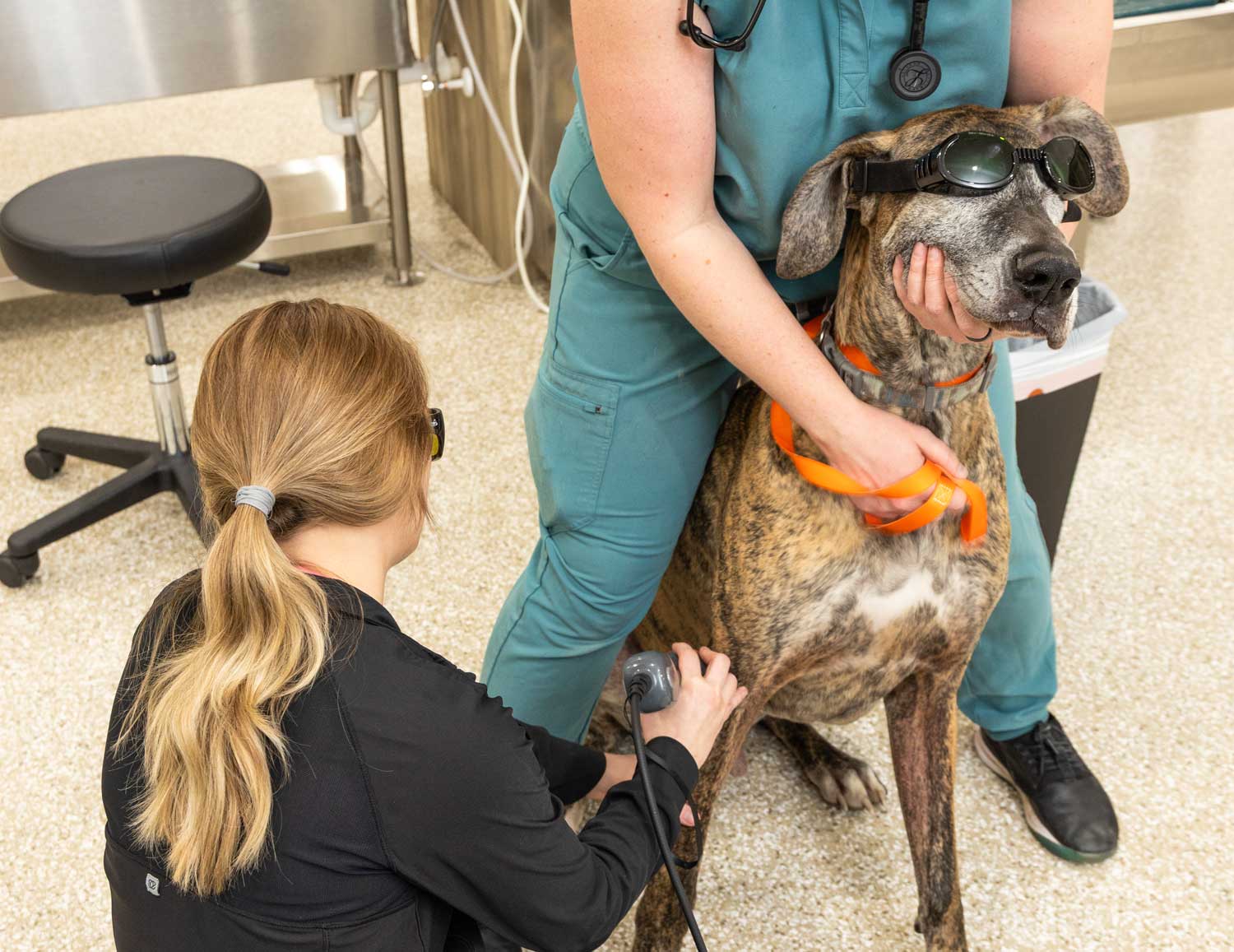 Friendly veterinarian discussing a pet’s laser therapy progress with a pet owner in the clinic]