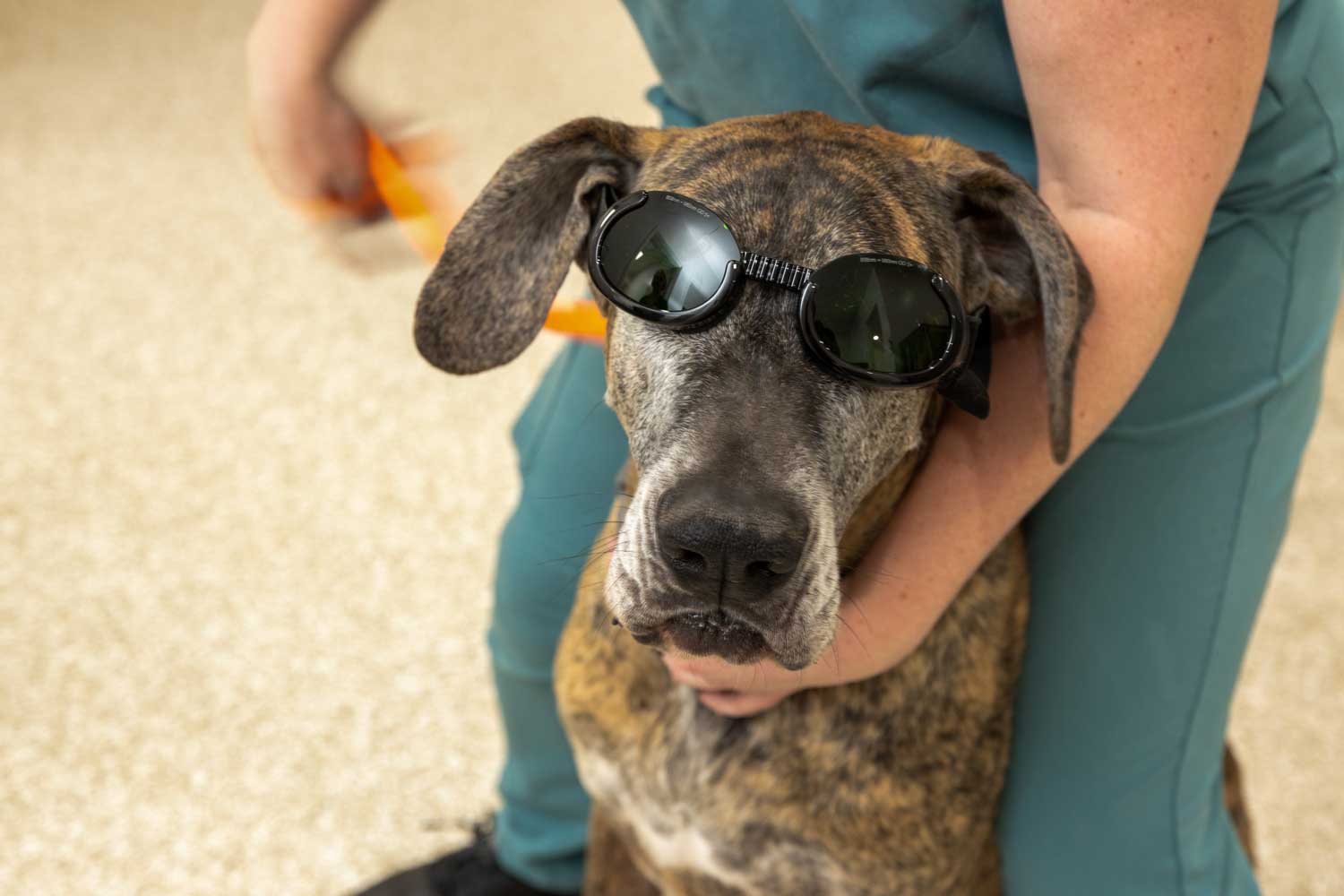 Dog or cat receiving laser therapy treatment by a veterinary professional in a comfortable, clean exam room