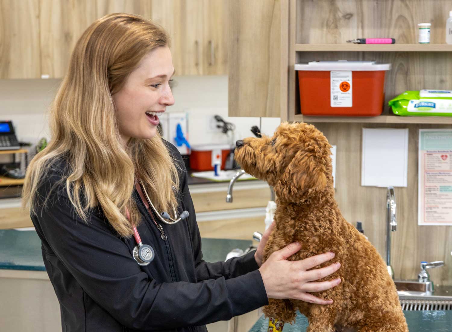 Veterinary team providing attentive post-surgical care to a pet in a recovery area