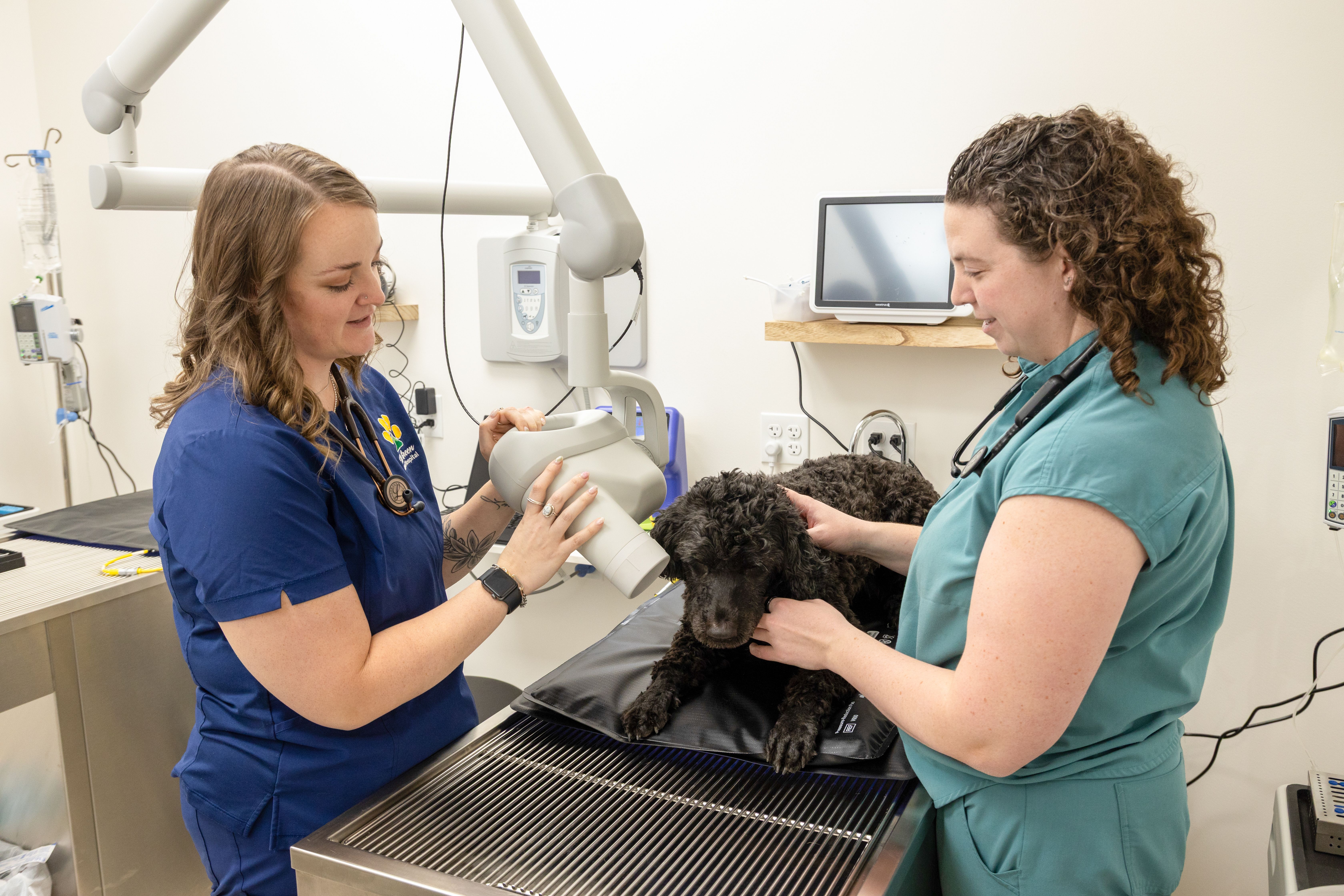 A veterinarian performing dental surgery on a dog or cat in a modern, well-lit exam room