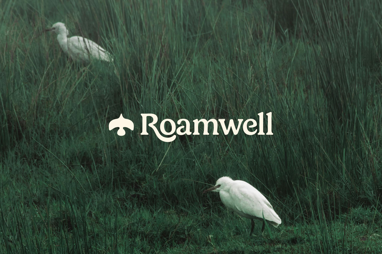 Centered on simplicity and trust, we created a system that reflects calm, strength, and utility.