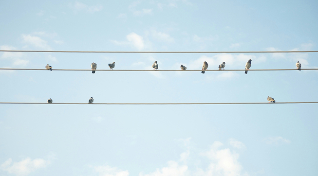 Birds on a wire