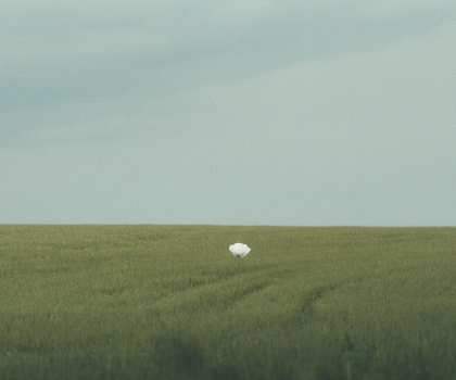 An open filed with green grass and a clear sky and a white flower in the middle of the field