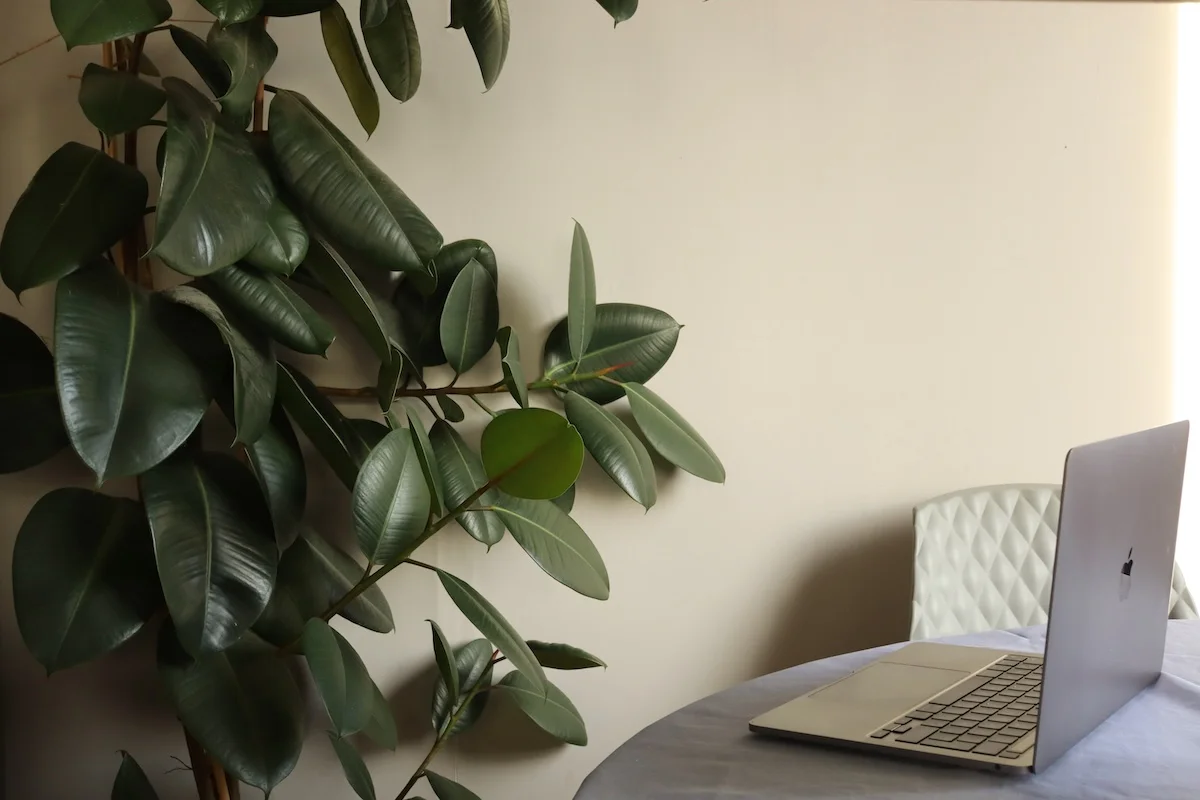laptop avec plantes