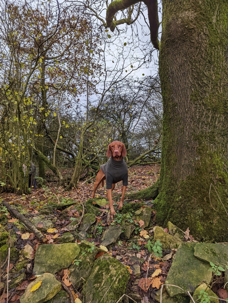 Hungarian Vizsla dog wearing a sweater standing on mossy rocks and fallen leaves in a leafless forest.