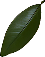 Green citrus leaf