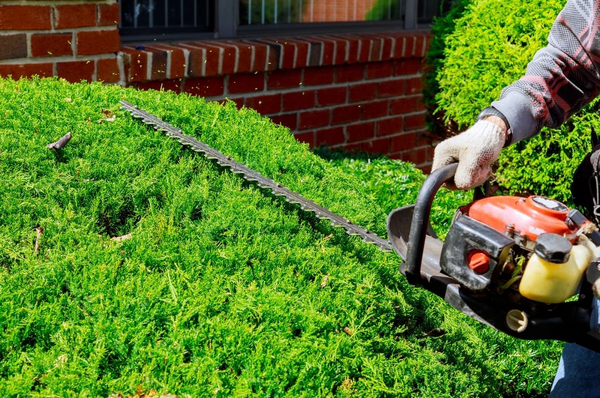 Freshly trimmed bushes