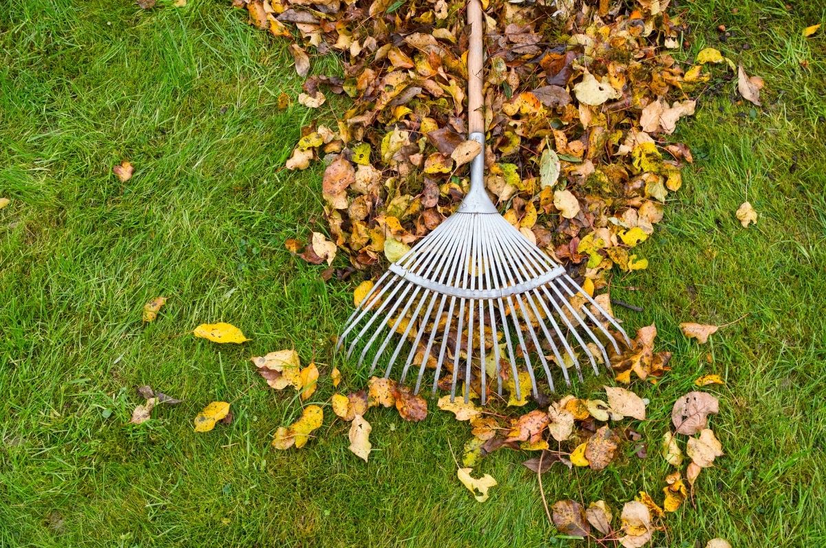 Raking fall leaves out of an autumn lawn