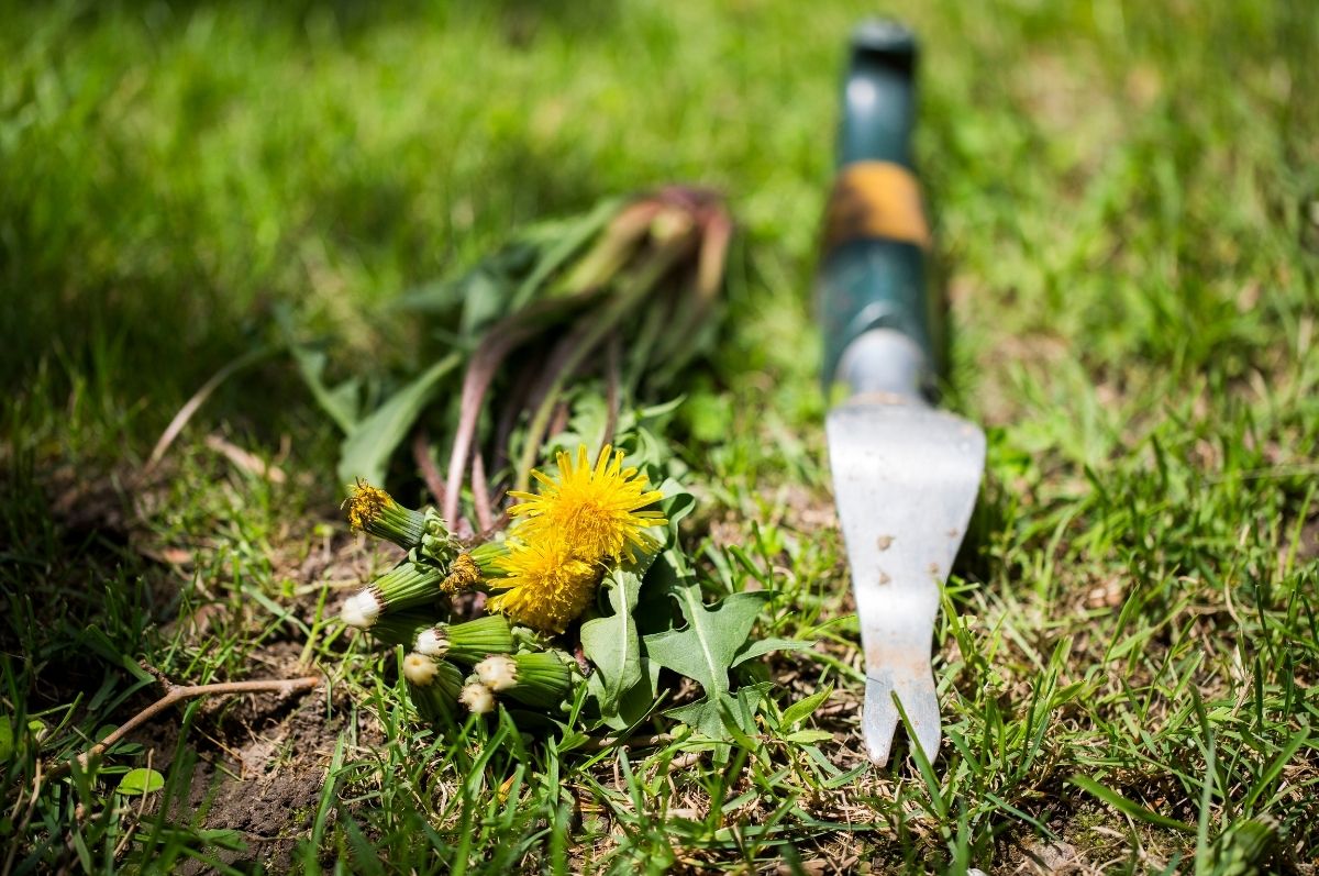 Removing weeds from a planter bed