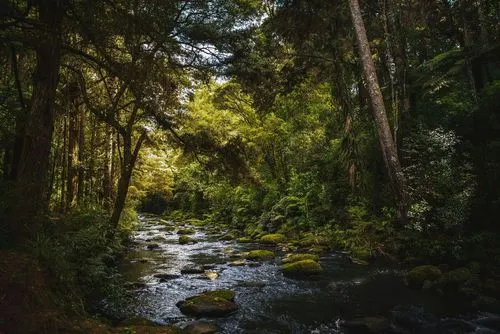 A tranquil forest scene with a meandering stream, surrounded by lush greenery and towering trees under soft, dappled sunlight.
