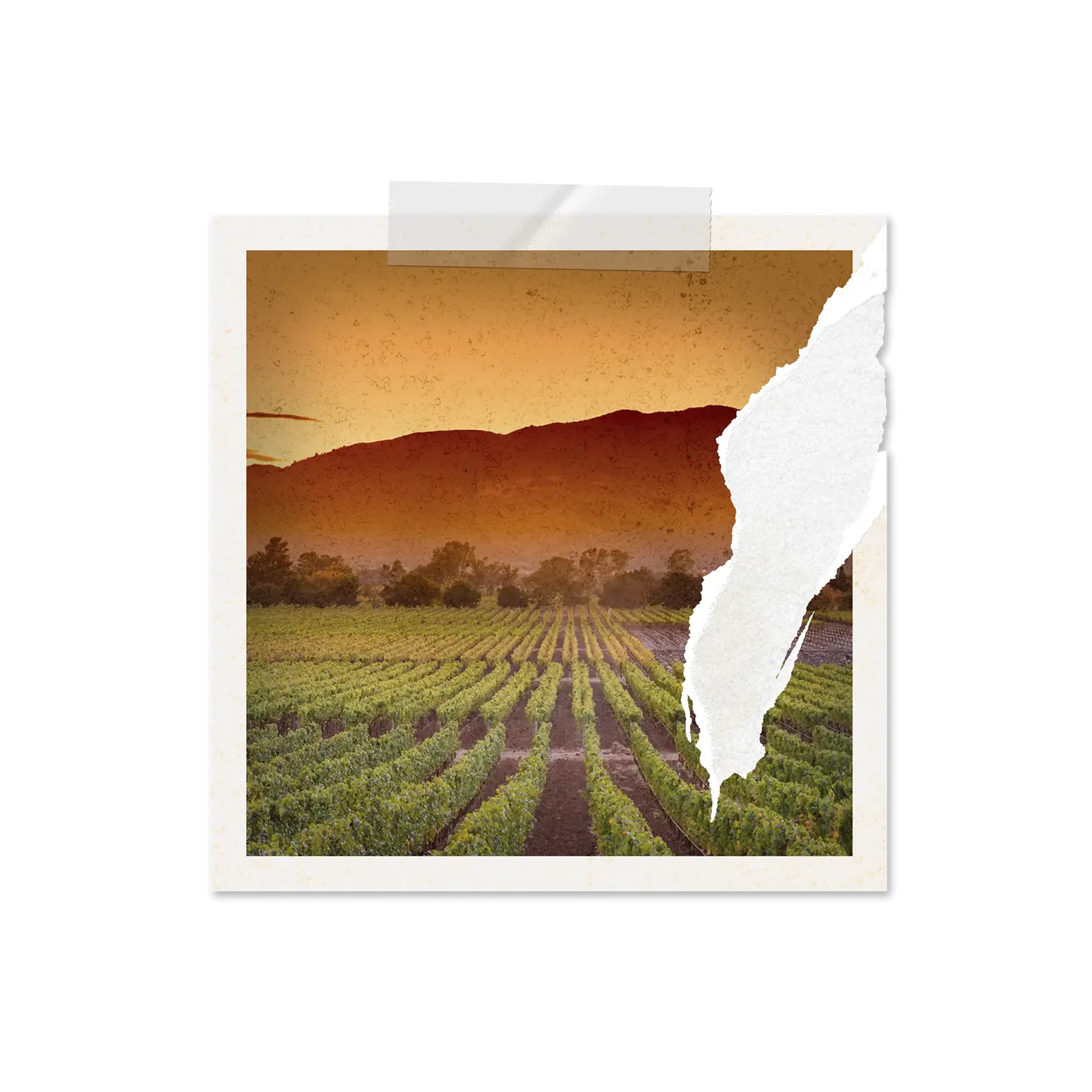 Rows of green crops in a field with trees in the background under an orange sunset sky, shown in a Polaroid-style photo with torn paper on the right side.