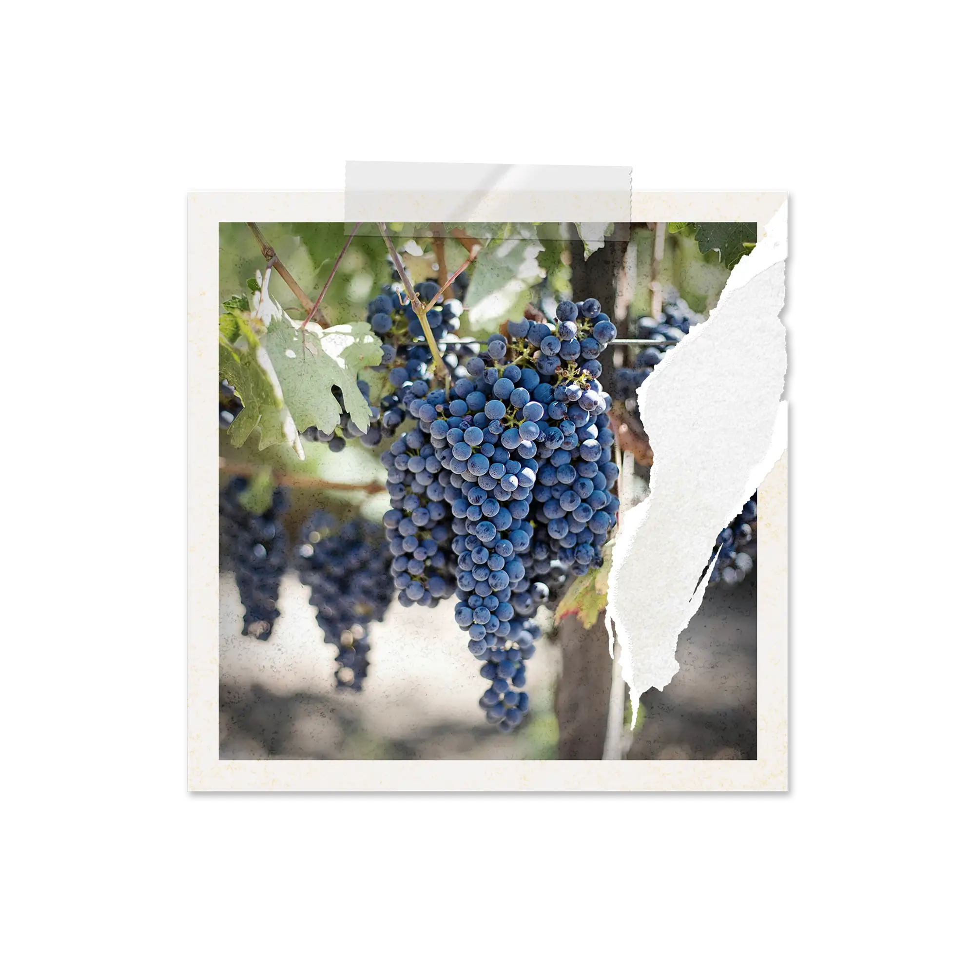 Cluster of ripe blue grapes hanging on a vine with green leaves in a vineyard.