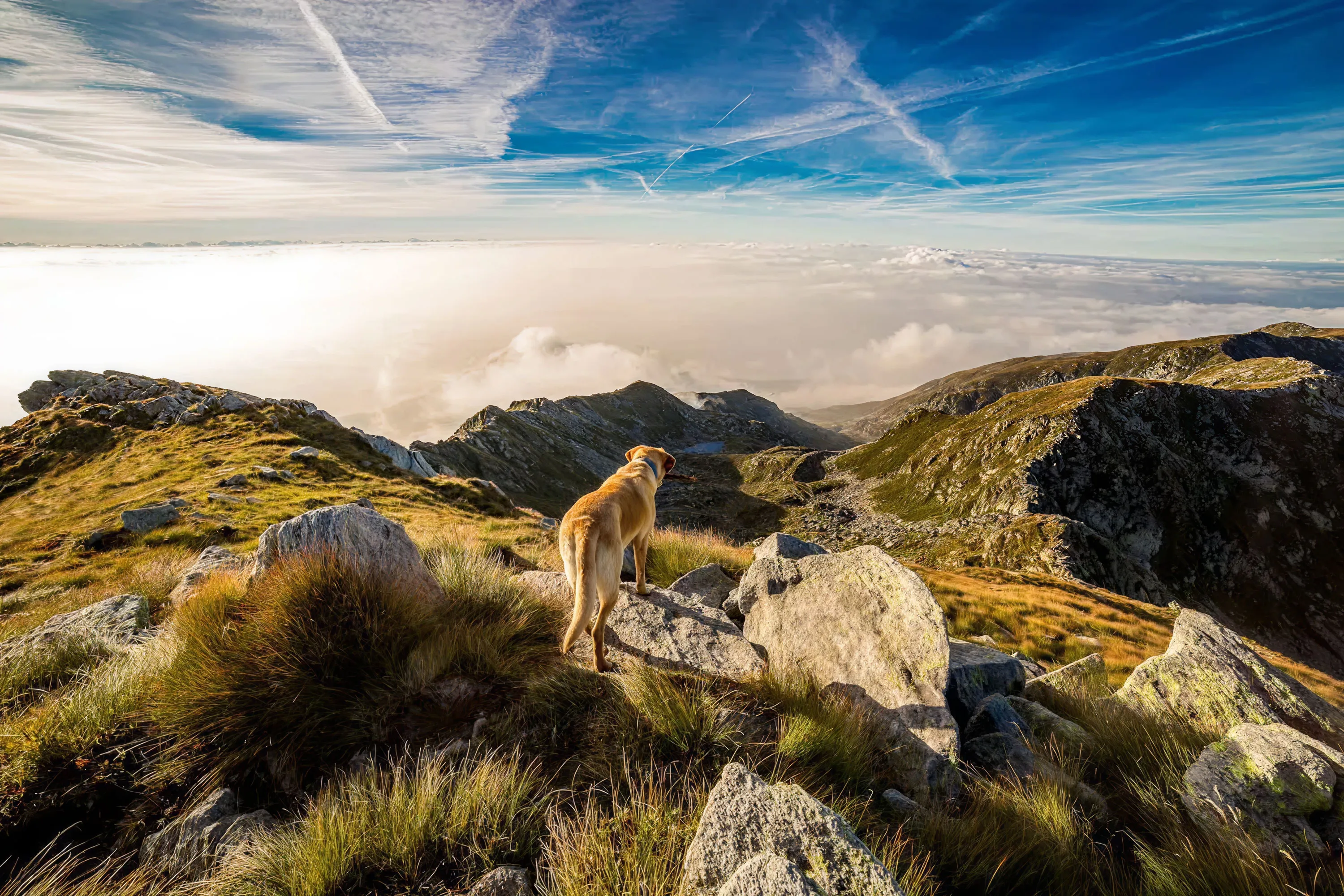 Dog standing on a mountain overlook, gazing across a peaceful landscape.