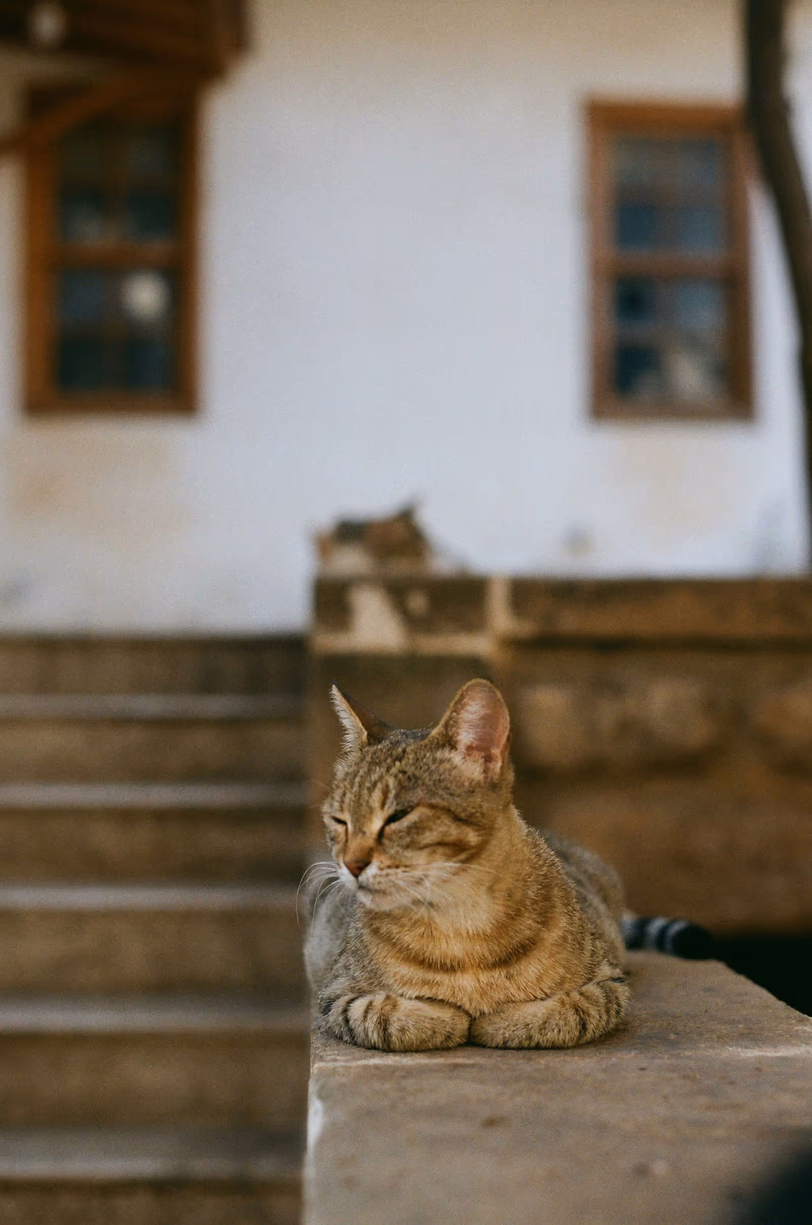Tabby cat resting on a stone ledge outdoors, eyes closed in a calm moment.