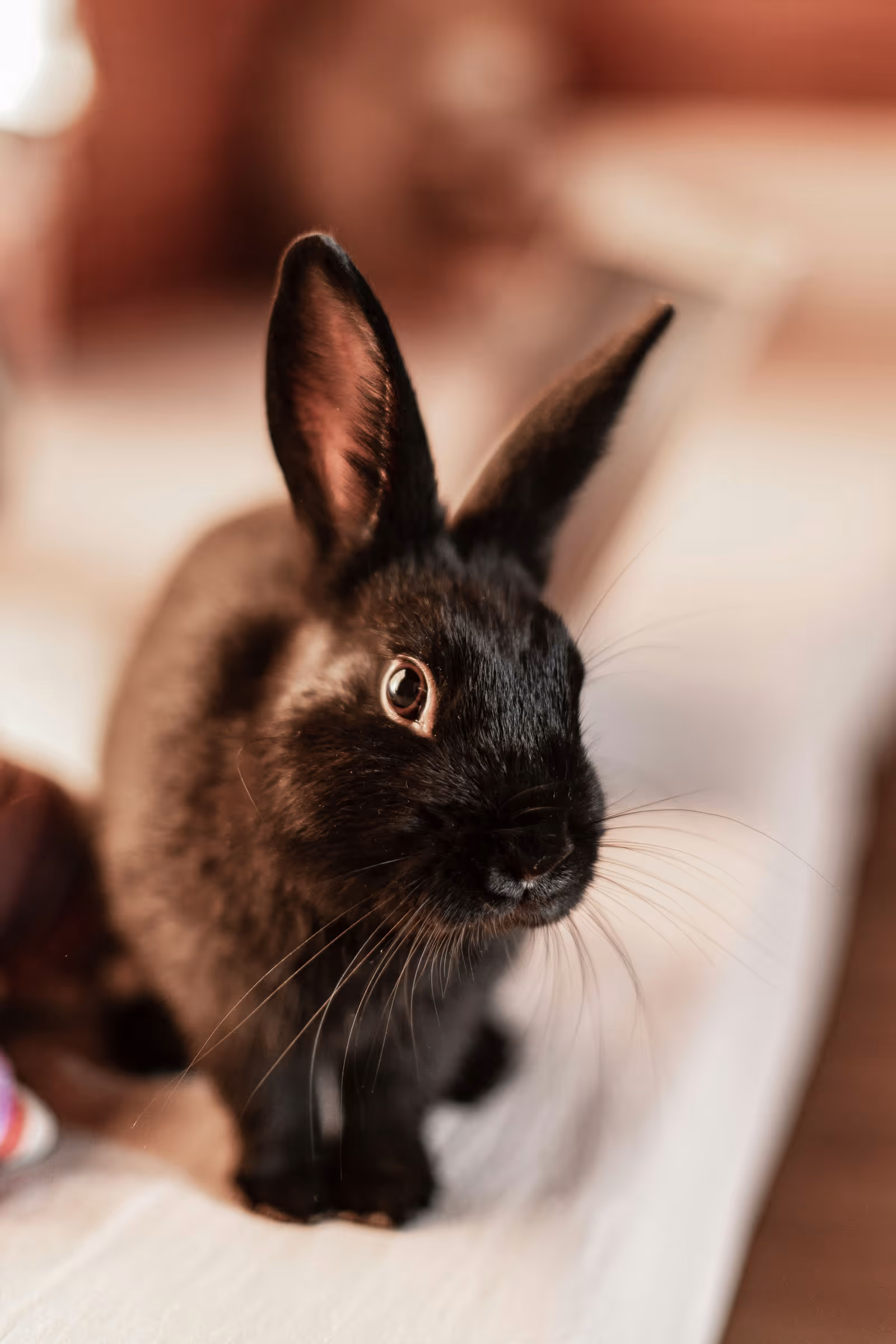 Black rabbit resting quietly indoors, looking toward the camera.