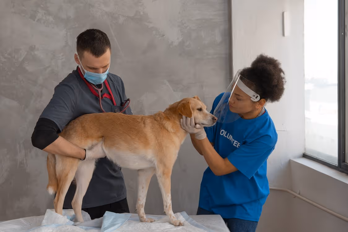 Veterinarians caring for a dog.