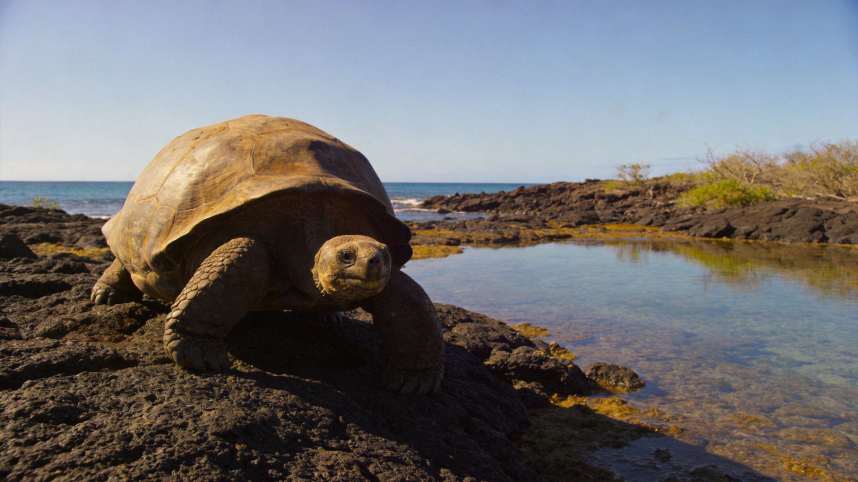 A giant Galapagos tortoise walking on dark volcanic rocks next to a clear coastal tide pool.