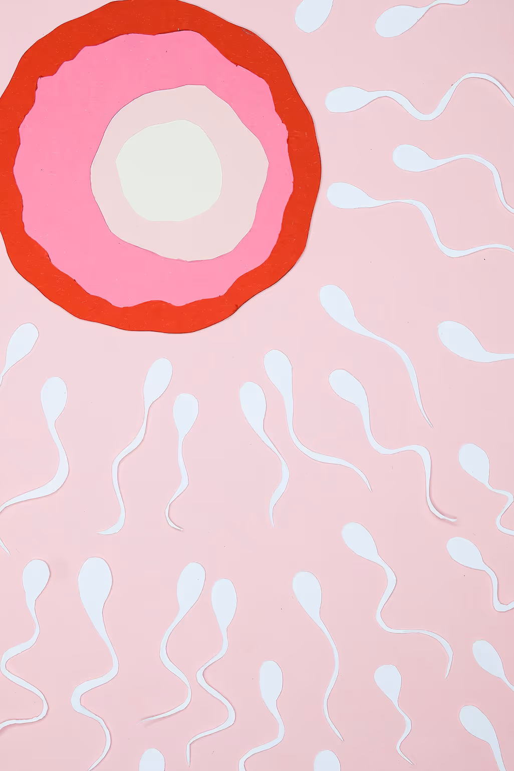 Simplified medical illustration of sperm cells and an egg cell for fertility education.