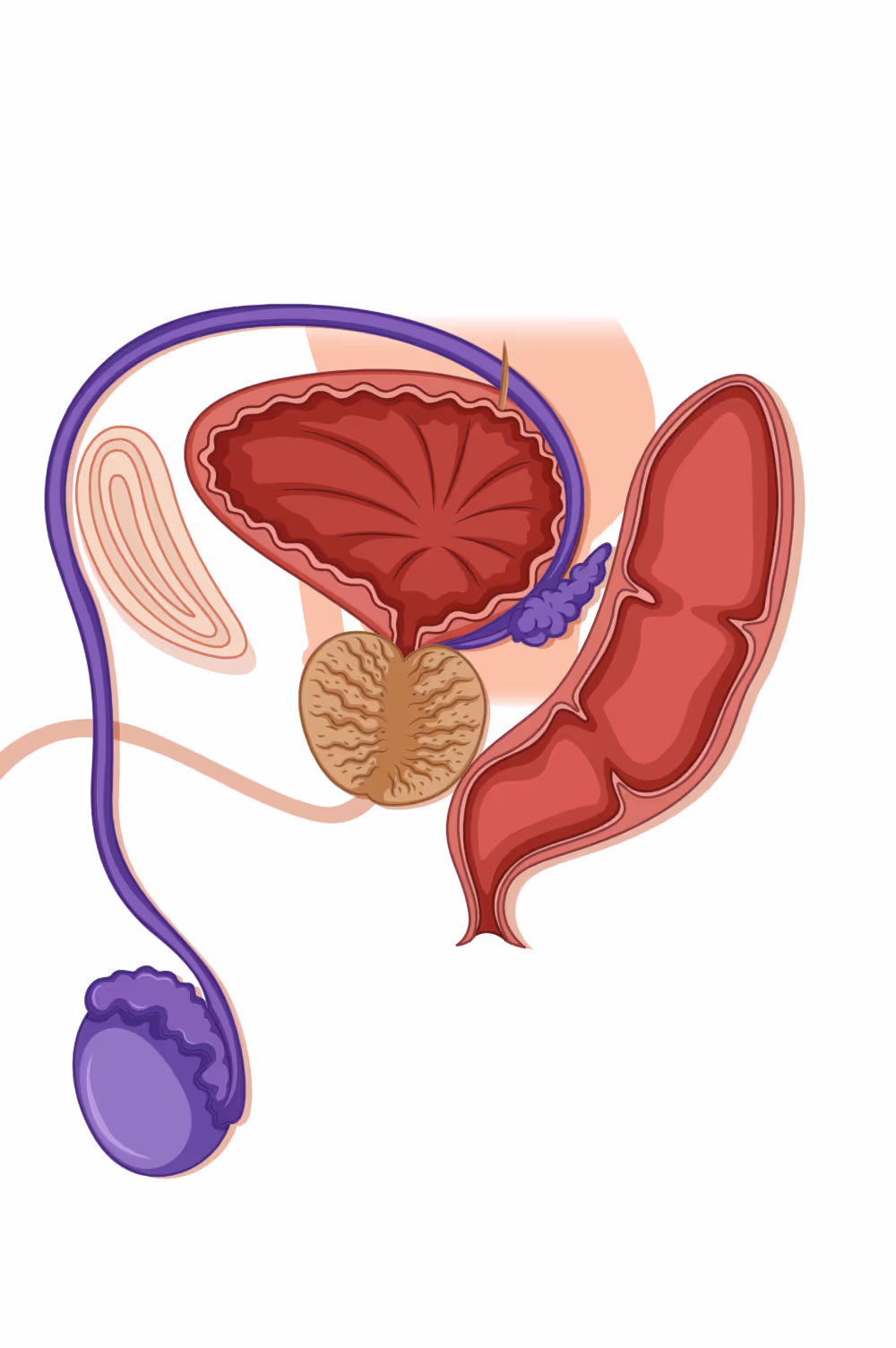 This is the default text value