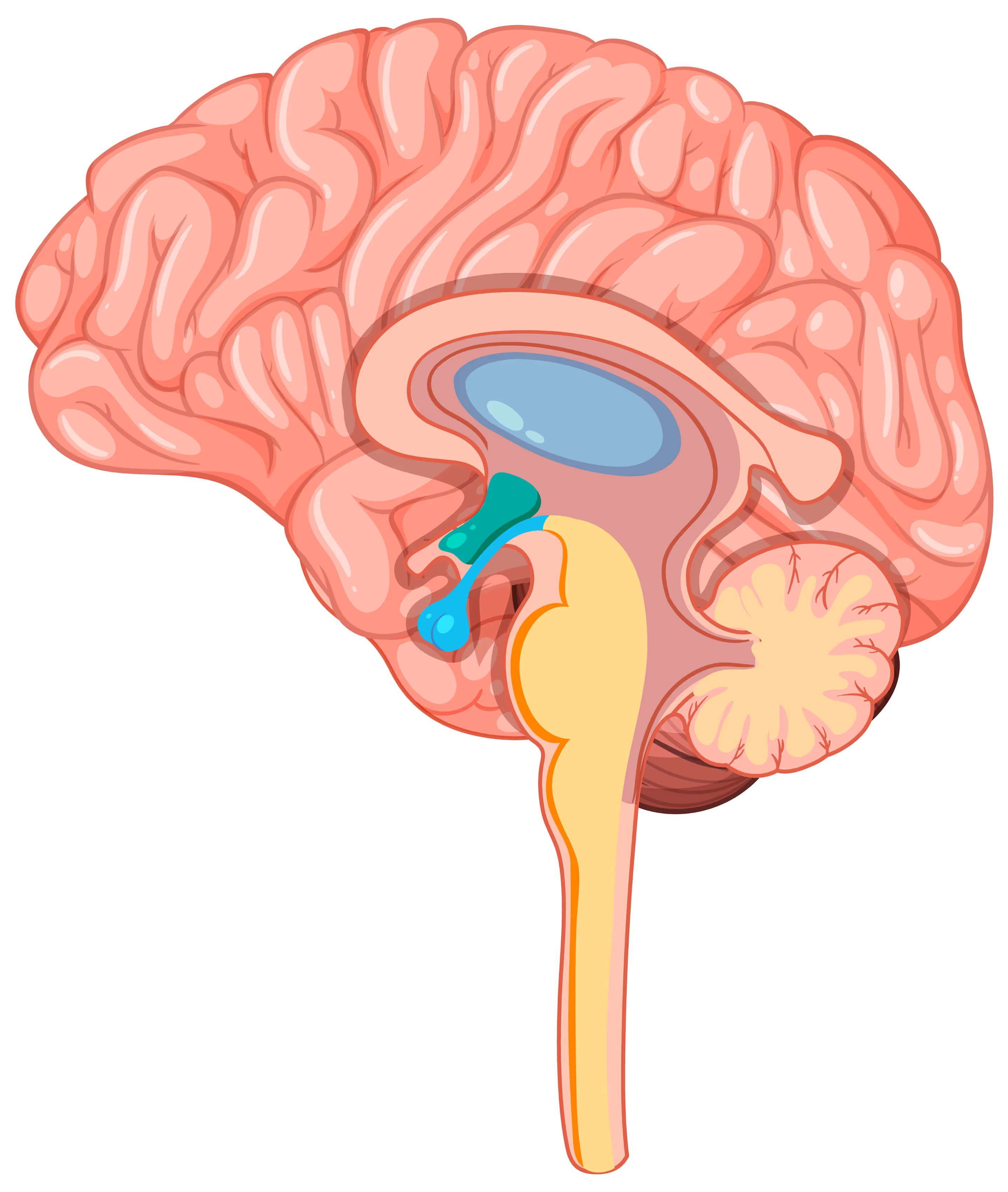 This is the default text value