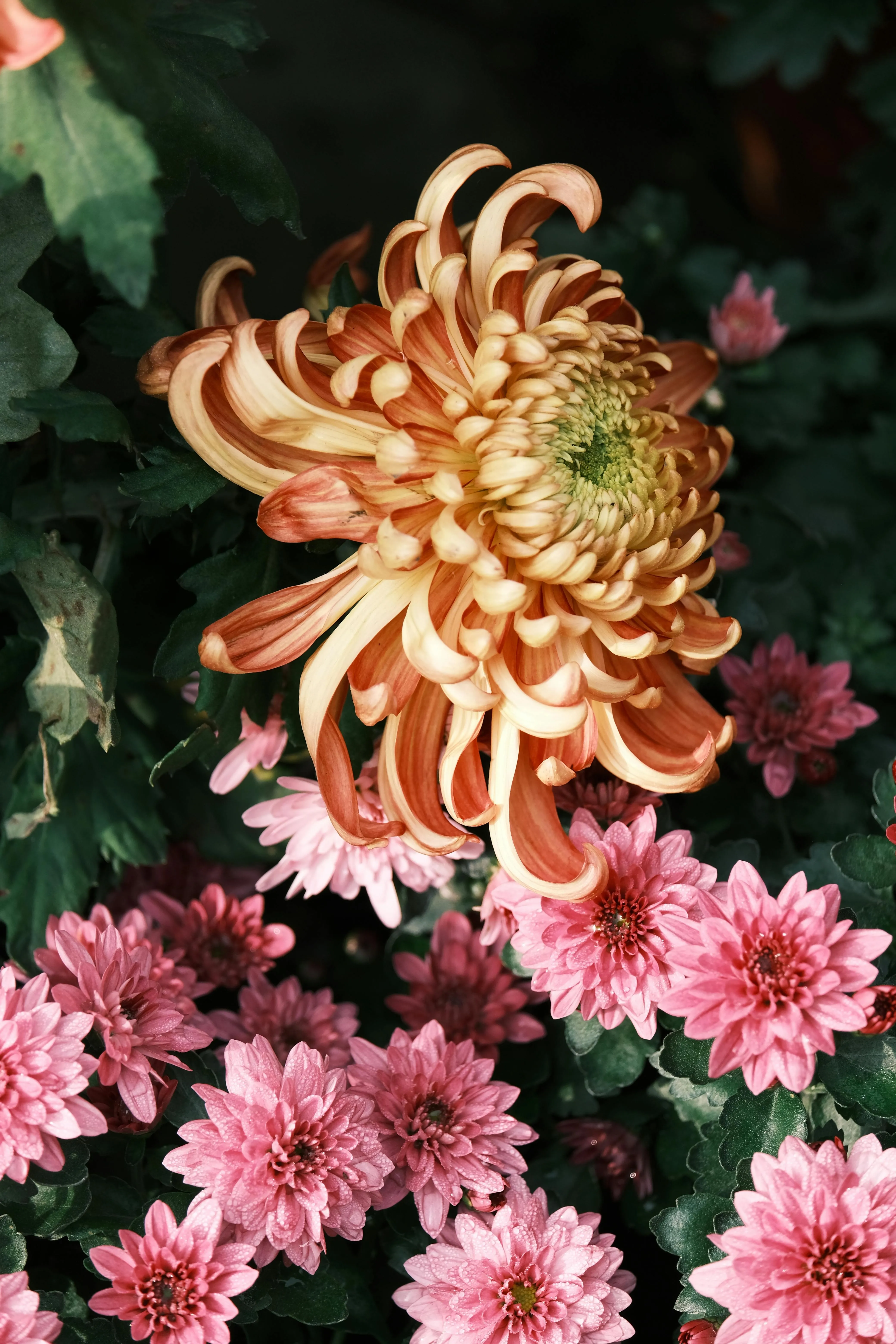 Blooming chrysanthemum flowers