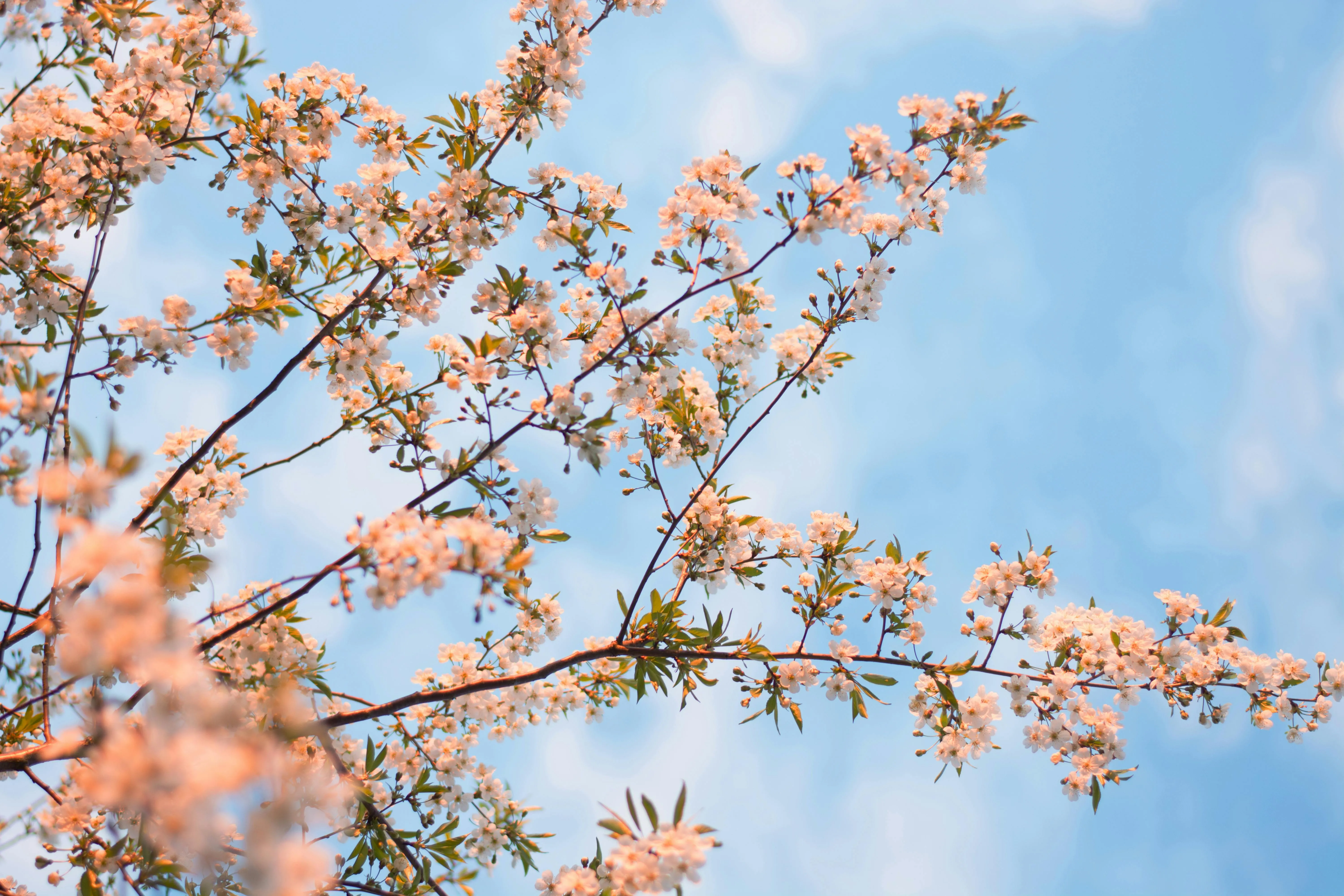 Blossoming tree branches