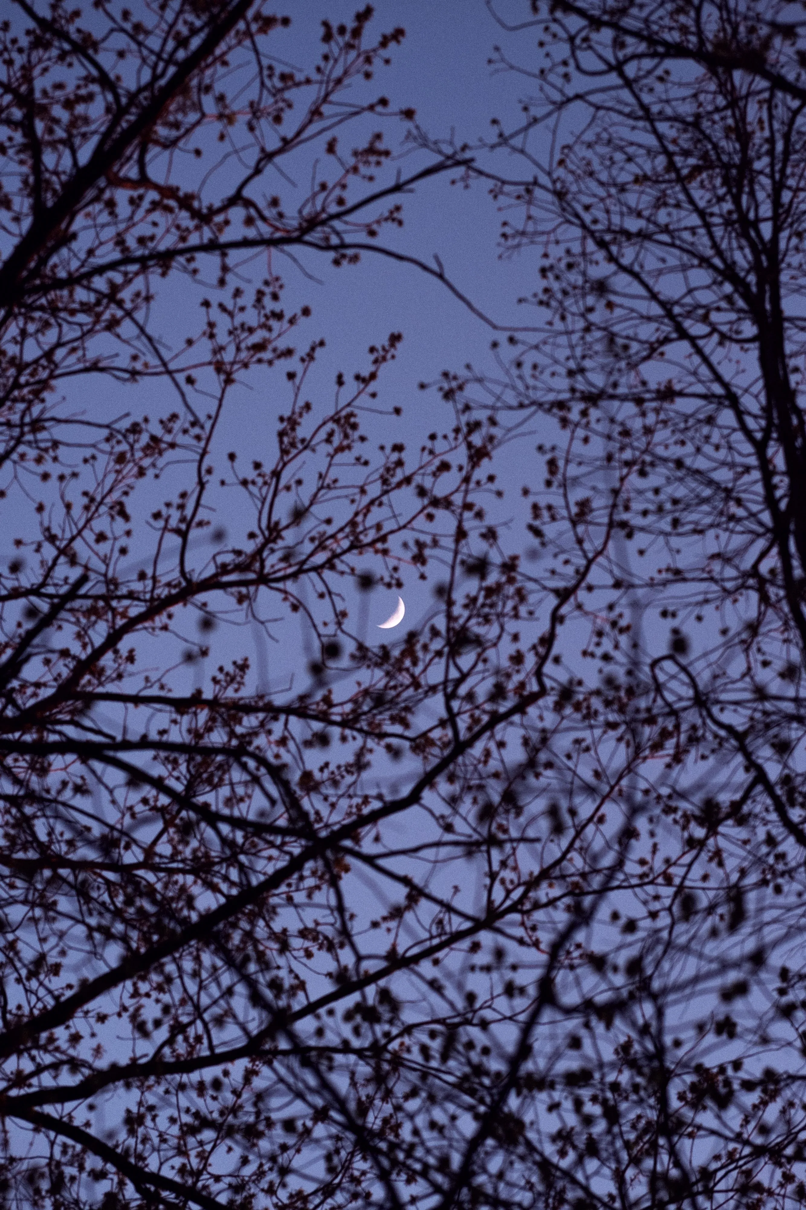 Moon Through Branches