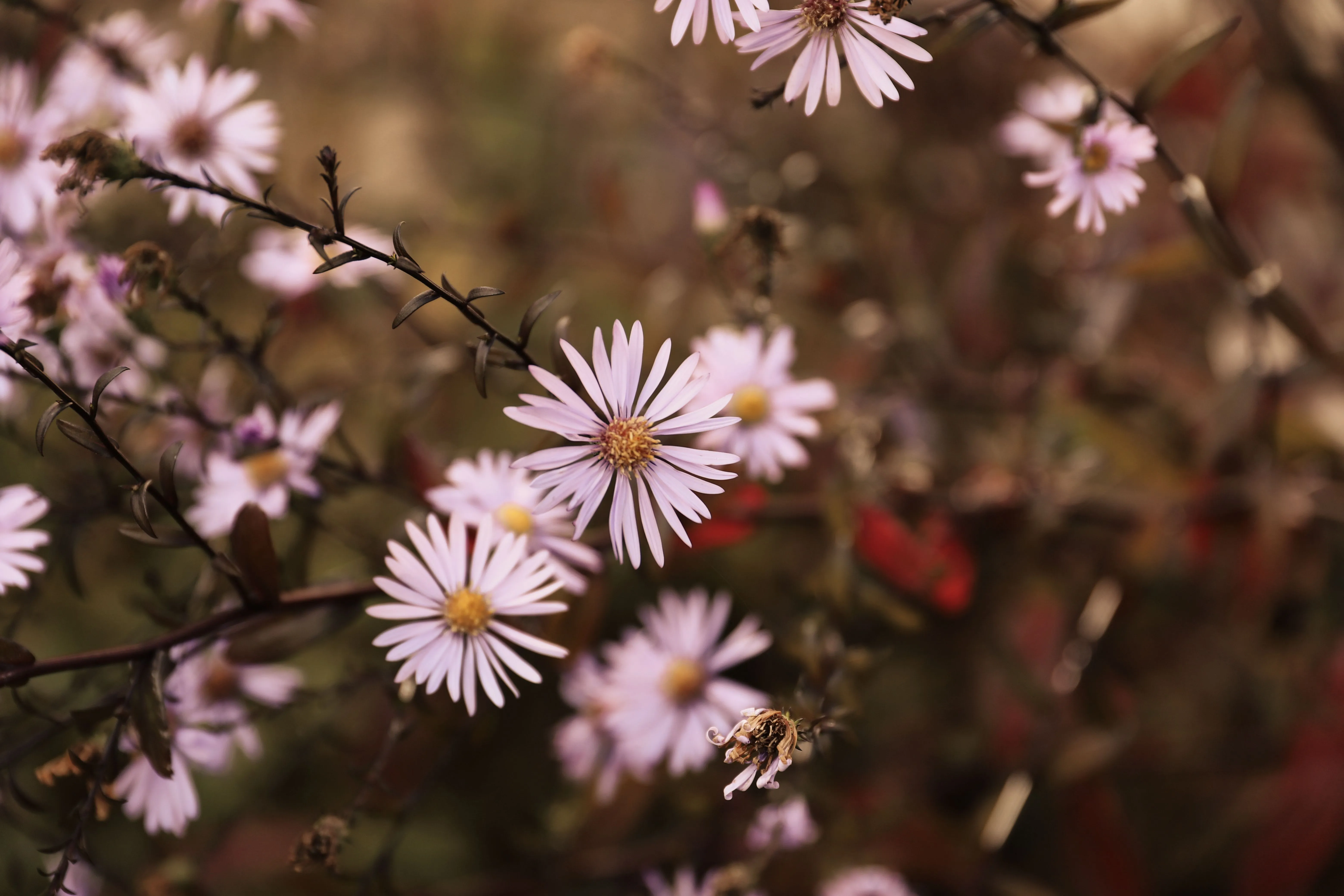 Natural herbal ingredients