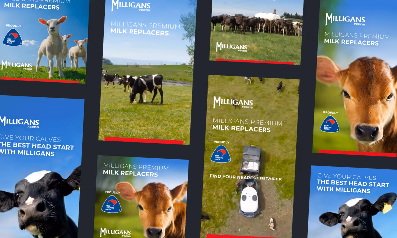 Collage of Milligans Premium Milk Replacers promotional images featuring calves, cows grazing, and a tractor on a green farm field.