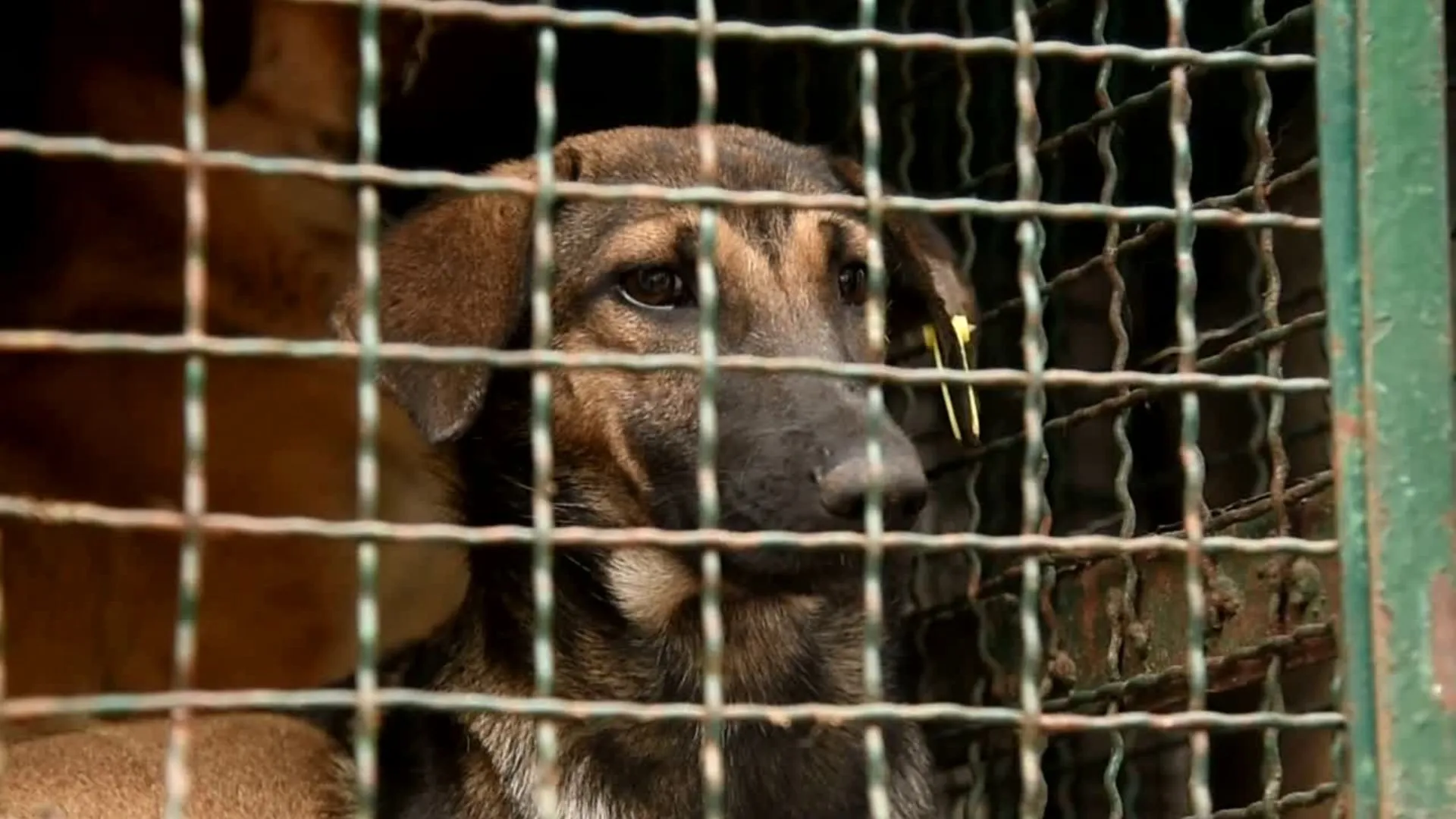 Apelujemy o zabezpieczenie przyszłości Schroniska na Paluchu i wykupienie gruntów, na których stoi.