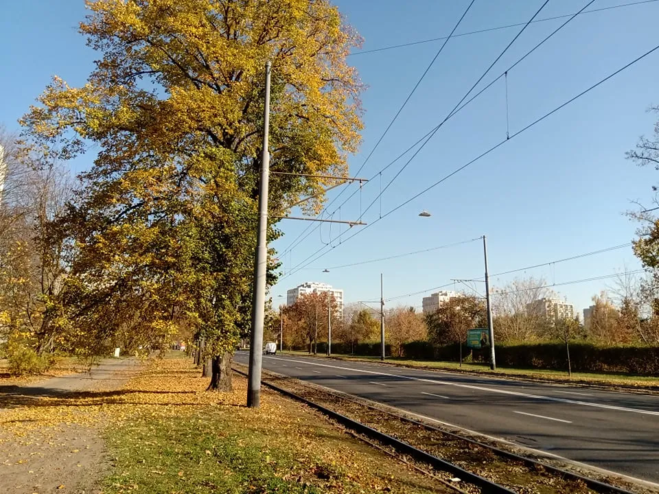 Kto chce wycinki drzew w al. Waszyngtona