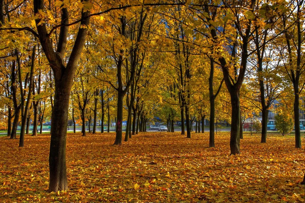 Niegrabienie liści to nie oznaka lenistwa, to postawa i działanie proekologiczne