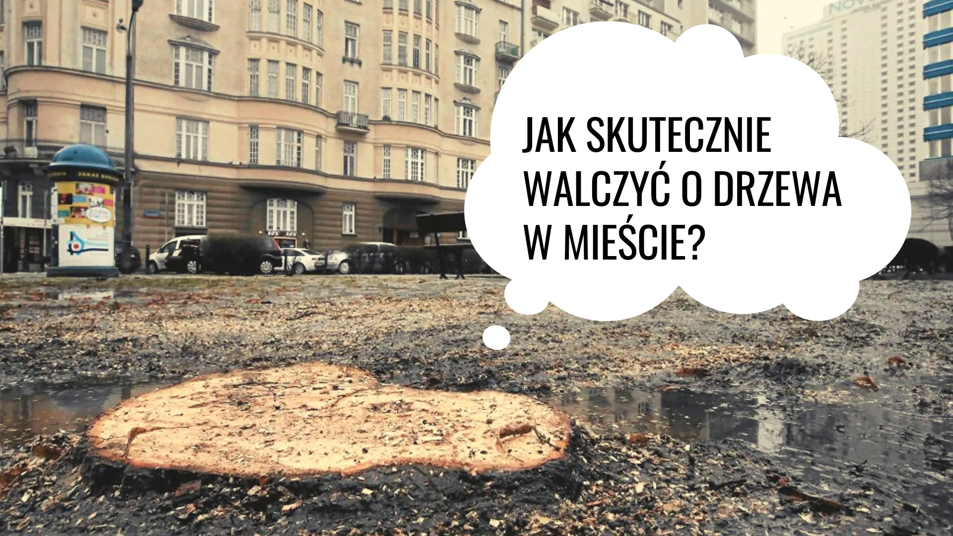 Jak walczyć o drzewa w mieście?
