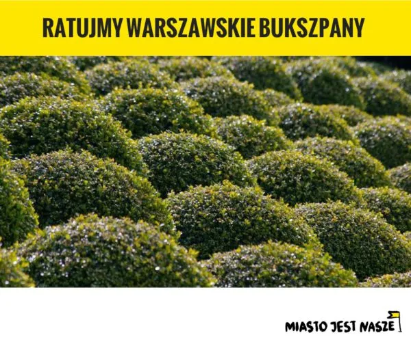 Ratujmy warszawskie bukszpany!