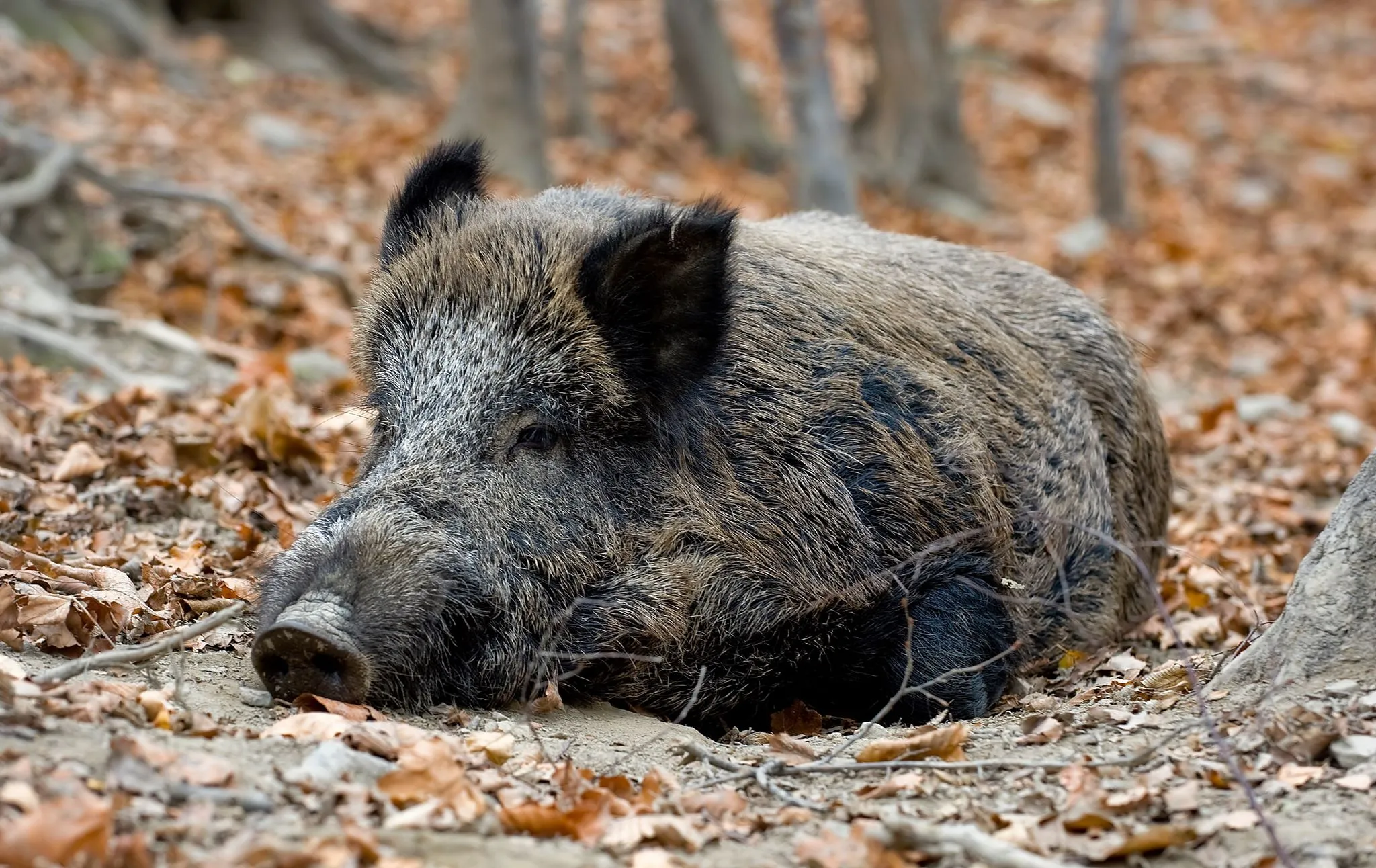 W Warszawie strzela się do dzików