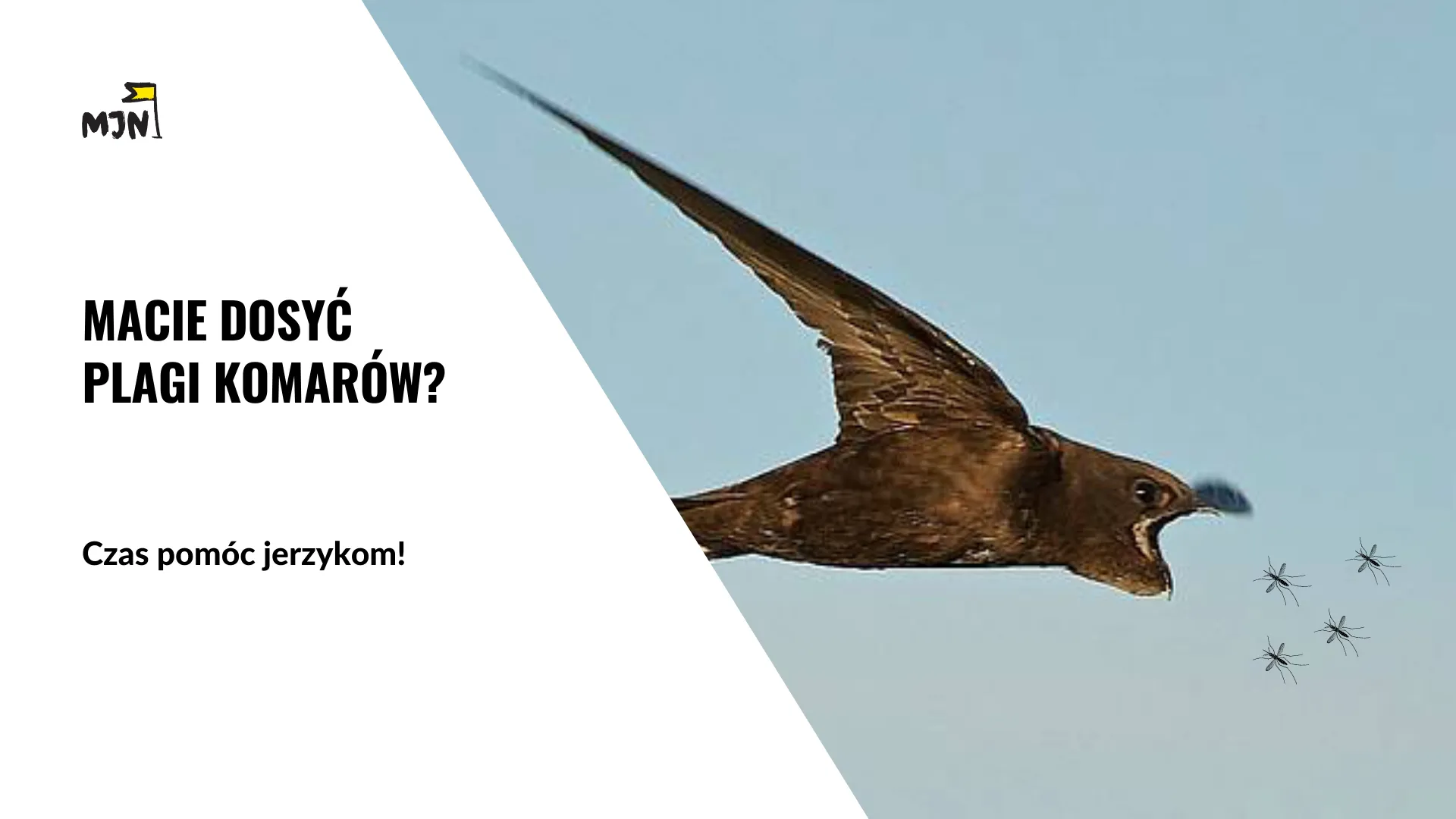 Macie dosyć plagi komarów? Czas zadbać o jerzyki!