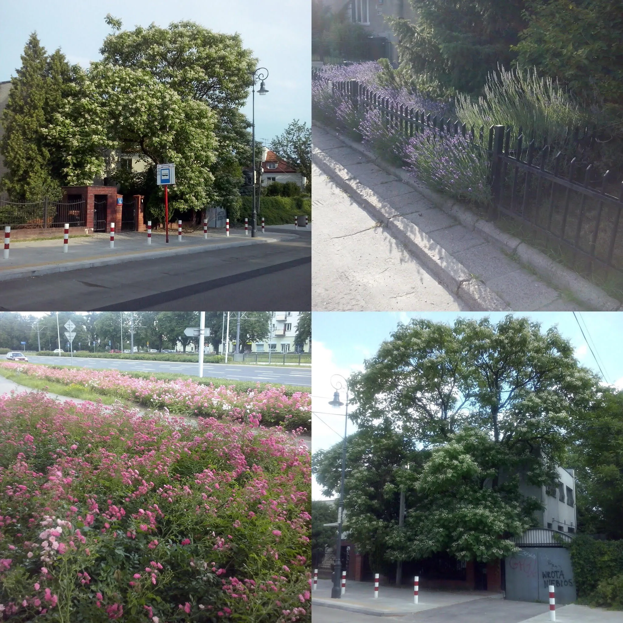 Dobre drzewa i krzewy do sadzenia w miastach