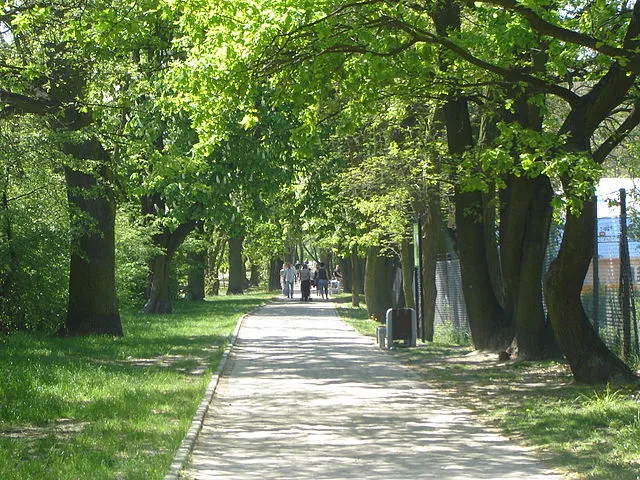 6 lat, 150 tysięcy drzew mniej!